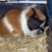 Marsvin Pjuske *RIP*