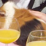 Marsvin Pjuske *RIP*