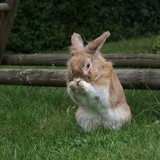 Kanin Lille-Skid R.I.P <3