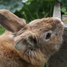 Kanin Lille-Skid R.I.P <3