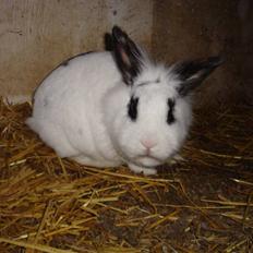 Kanin Blanding Fransiska