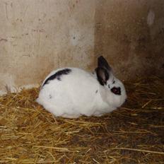 Kanin Blanding Fransiska