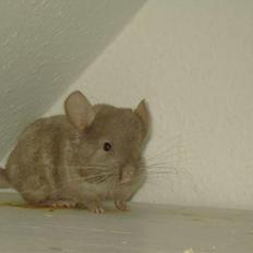 Chinchilla Puff R.I.P