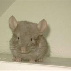 Chinchilla Puff R.I.P