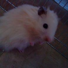 Hamster Malthes Futte