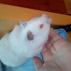 Hamster Biil's Silke