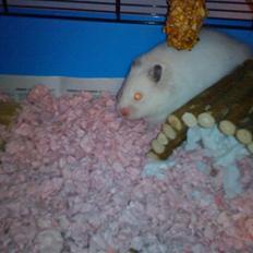 Hamster Biil's Silke