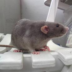 Tamrotte GR Aiko (RIP 2010)