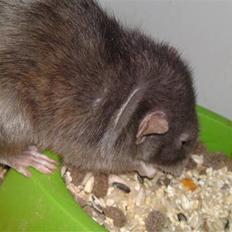 Tamrotte GR Aiko (RIP 2010)