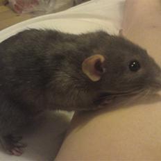 Tamrotte GR Aiko (RIP 2010)