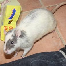 Tamrotte Wonder (kælenavn)