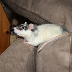 Tamrotte Wonder (kælenavn)