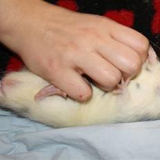 Tamrotte Wonder (kælenavn)