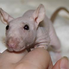 Tamrotte Alenya's Lubz Yuu