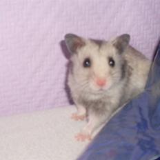 Hamster Felix (R.I.P.)