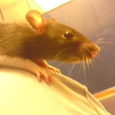 Tamrotte Tikka-Tøsen!<'3