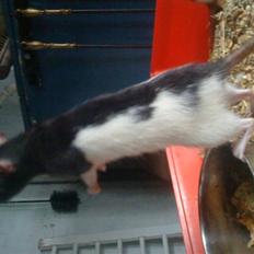 Tamrotte Tikka-Tøsen!<'3