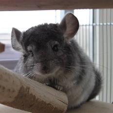 Chinchilla Groggi !