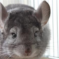 Chinchilla Groggi !