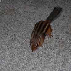 Jordegern Chip - Solgt