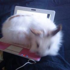 Kanin Guldmann's Sheba