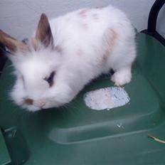 Kanin Guldmann's Sheba