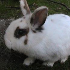 Kanin Nuga *HVOR ER HUN?!!?*