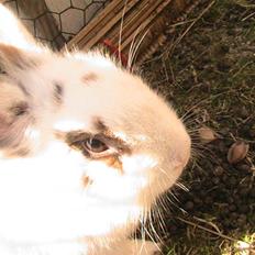 Kanin Nuga *HVOR ER HUN?!!?*