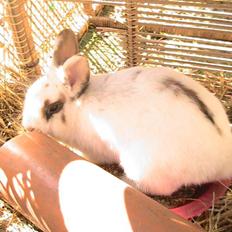 Kanin Nuga *HVOR ER HUN?!!?*