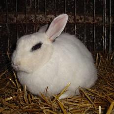 Kanin Blanding Penelope