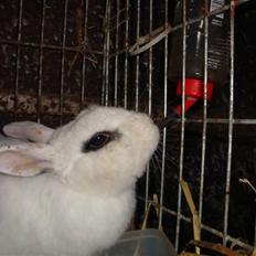 Kanin Blanding Penelope