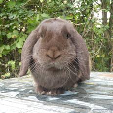 Kanin CACAO CONGO