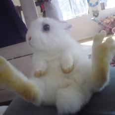 Kanin Nala | prinsessen |