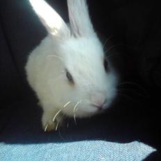 Kanin Nala | prinsessen |