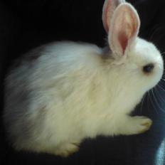 Kanin Nala | prinsessen |