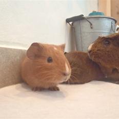 Marsvin holly <3 miin :D