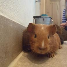 Marsvin holly <3 miin :D