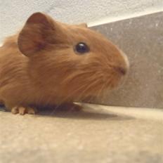 Marsvin holly <3 miin :D