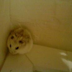 Dværghamster Rofus Aim R.i.p 13/10:(