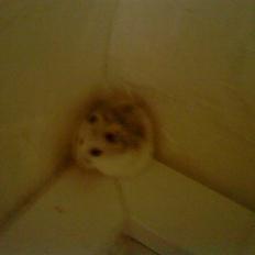 Dværghamster Rofus Aim R.i.p 13/10:(