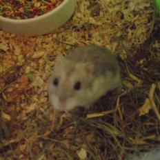 Dværghamster Biancha