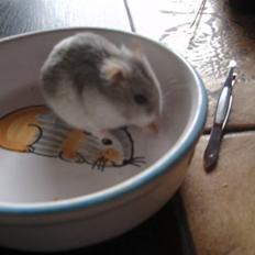 Dværghamster Biancha