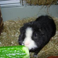 Marsvin Teddy