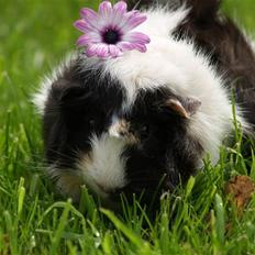 Marsvin           Trille La Belle