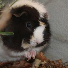 Marsvin           Trille La Belle