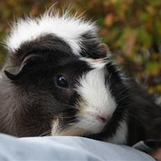 Marsvin           Trille La Belle