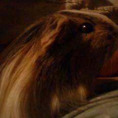 Marsvin Chilli R.I.P