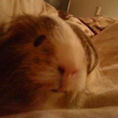 Marsvin Chilli R.I.P