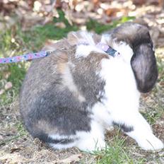 Kanin Udbryderkongen aka Bandit. R.I.P.