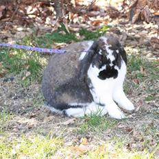 Kanin Udbryderkongen aka Bandit. R.I.P.